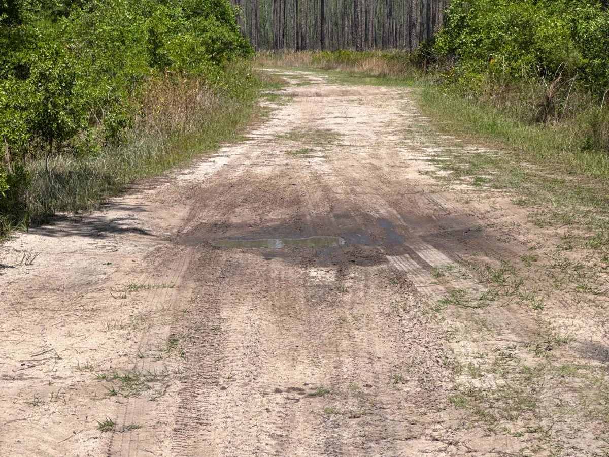 Cline - Osceola NF 286 photo 5