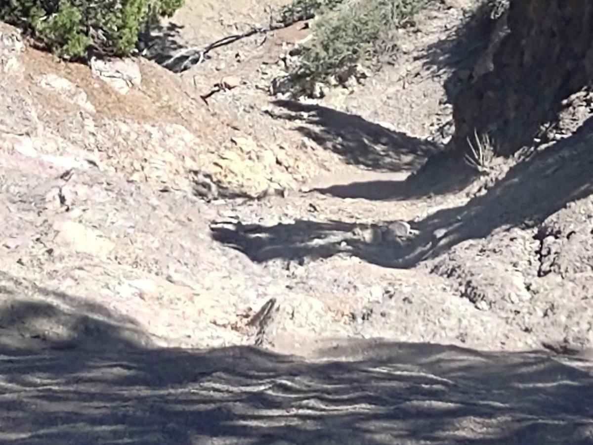 Fallen Tree Gulch (FS#40634) photo 5
