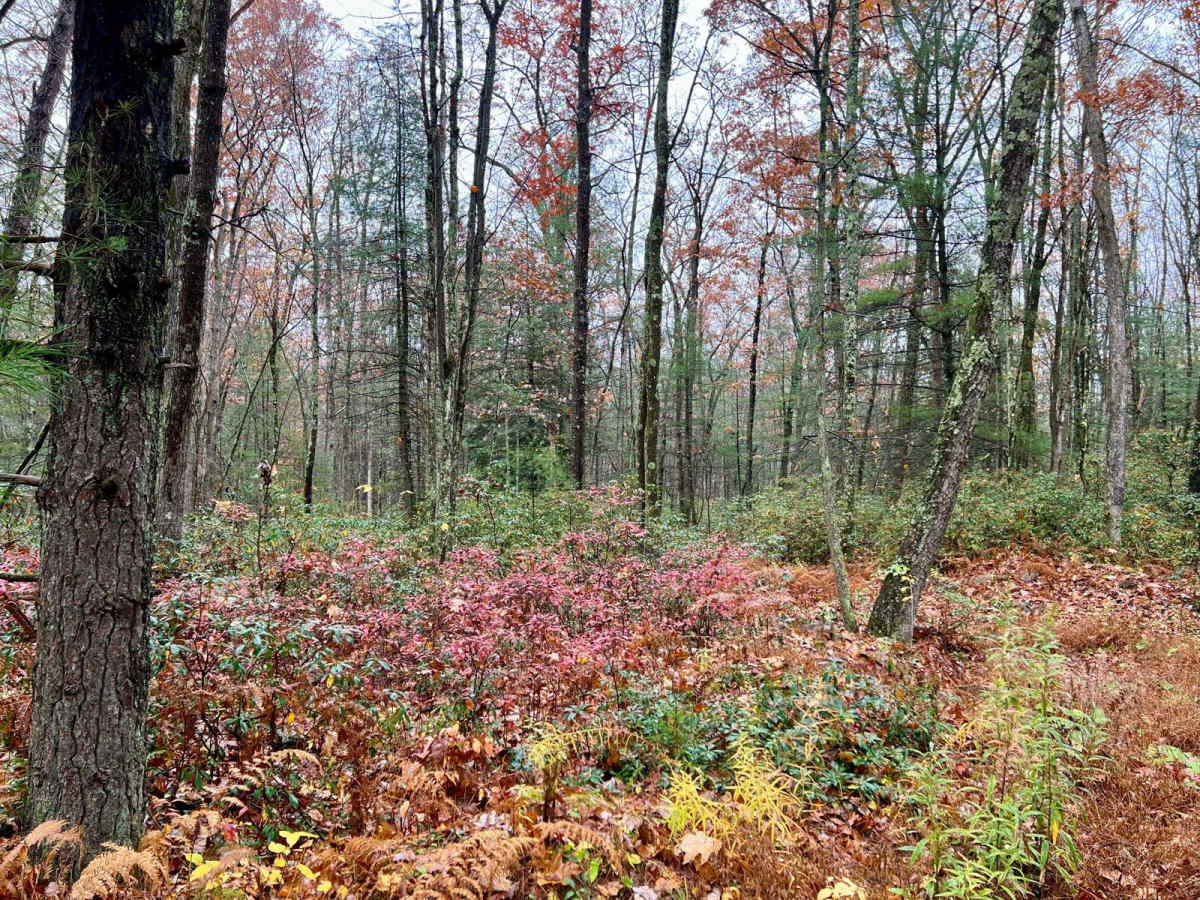 Pepper Run Road photo 3