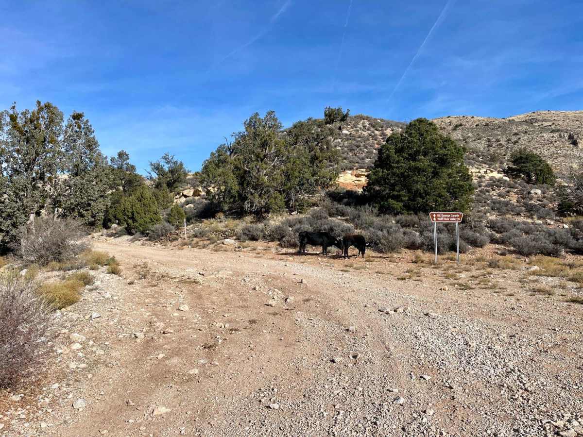 Saint George Canyon 1034 photo 2