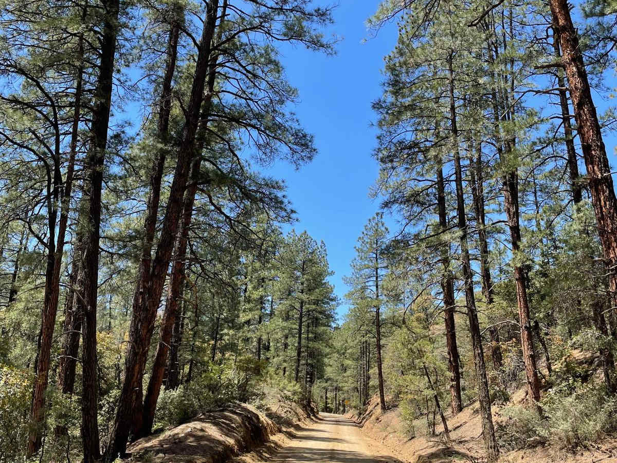 Breezy Pines Road trail photo