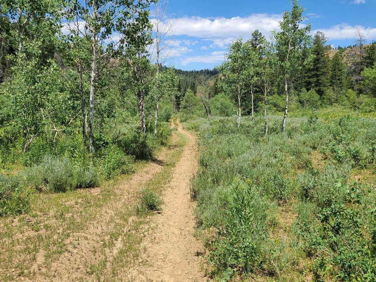 Litz Basin photo 4