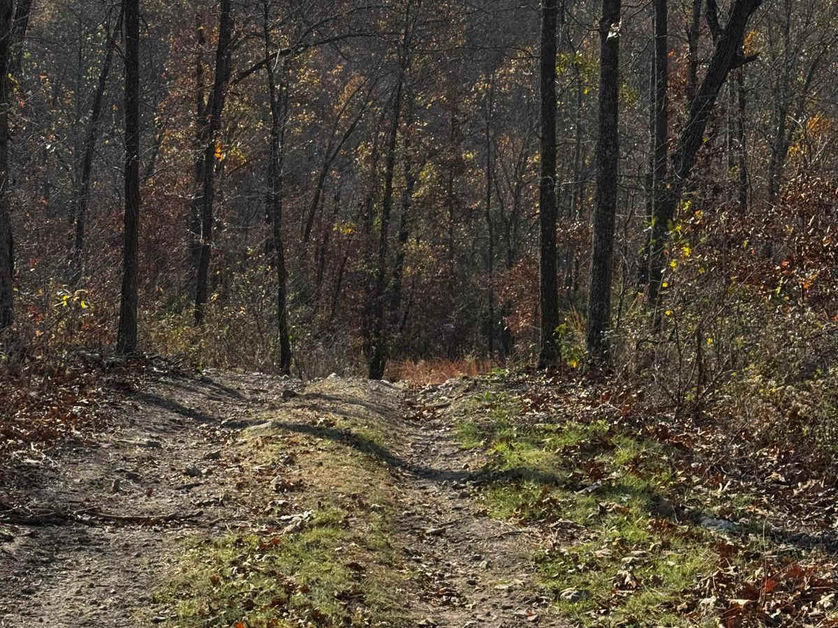 Bunny trail photo