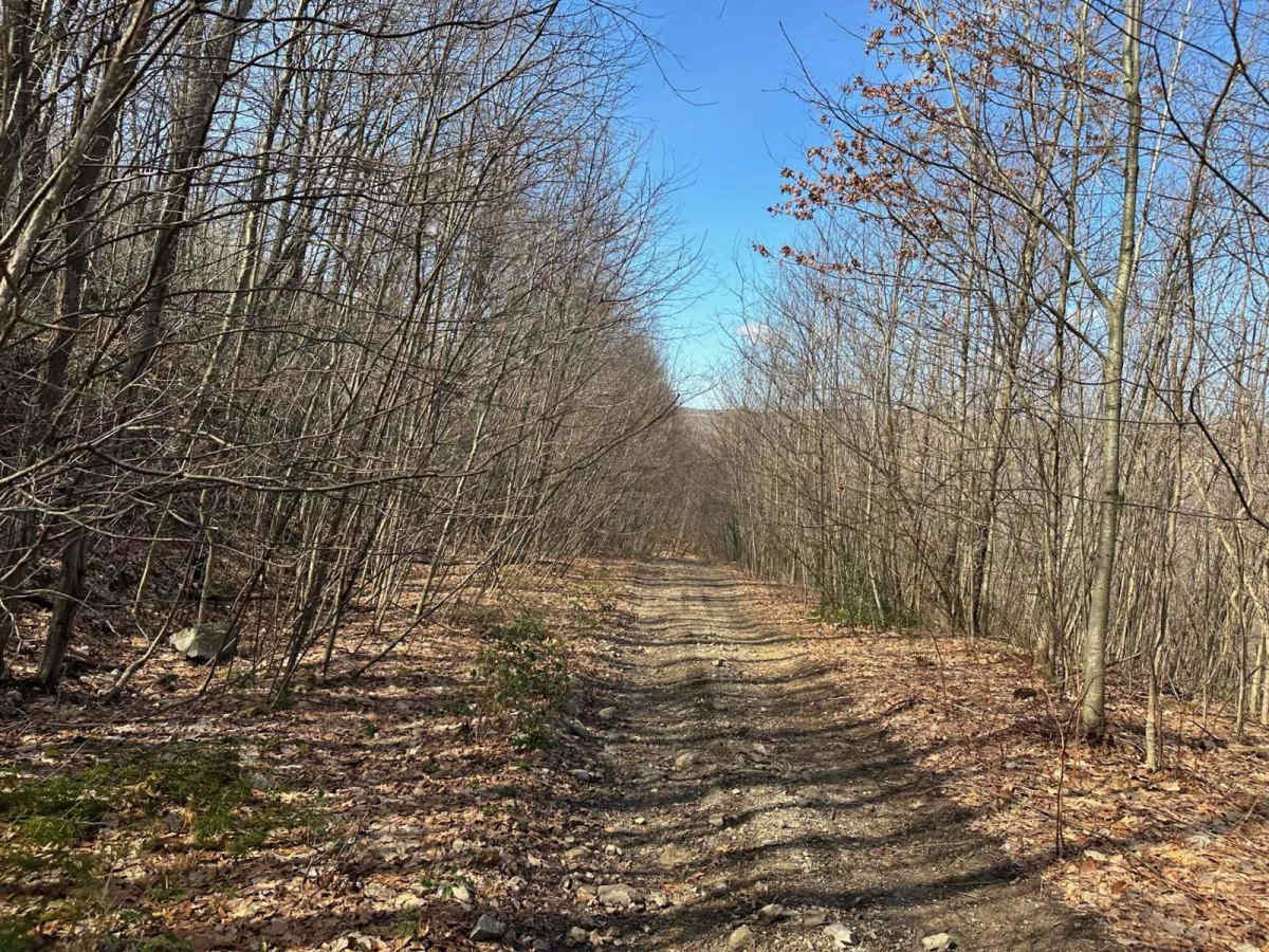 Locust Gap 44 photo 3