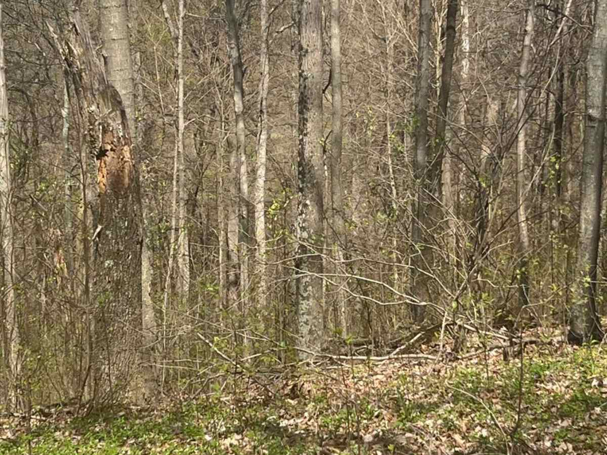 Morrell Hollow trail photo