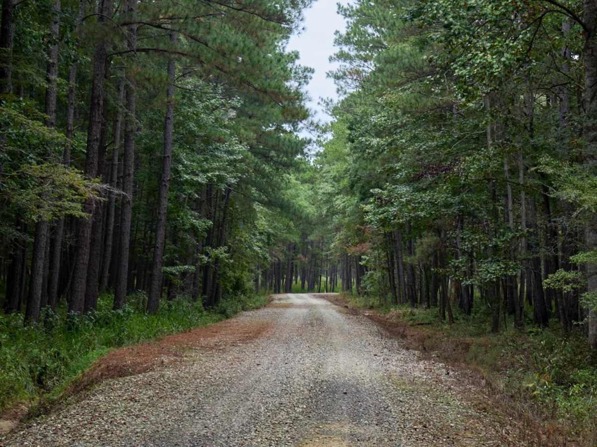 Bonneau Ferry WMA - Perimeter Loop - Alternative photo 5