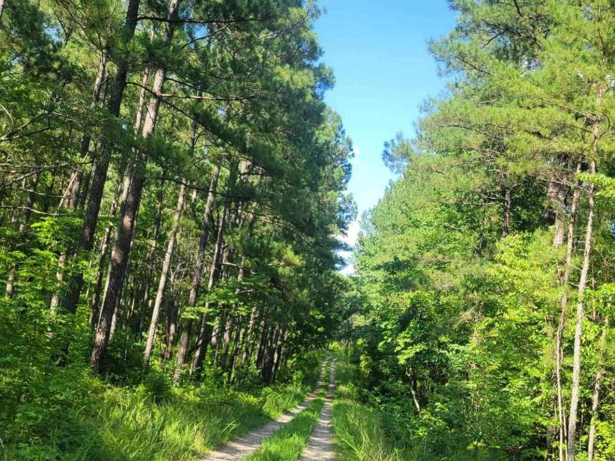 Pearl Branch Road (611) photo 2