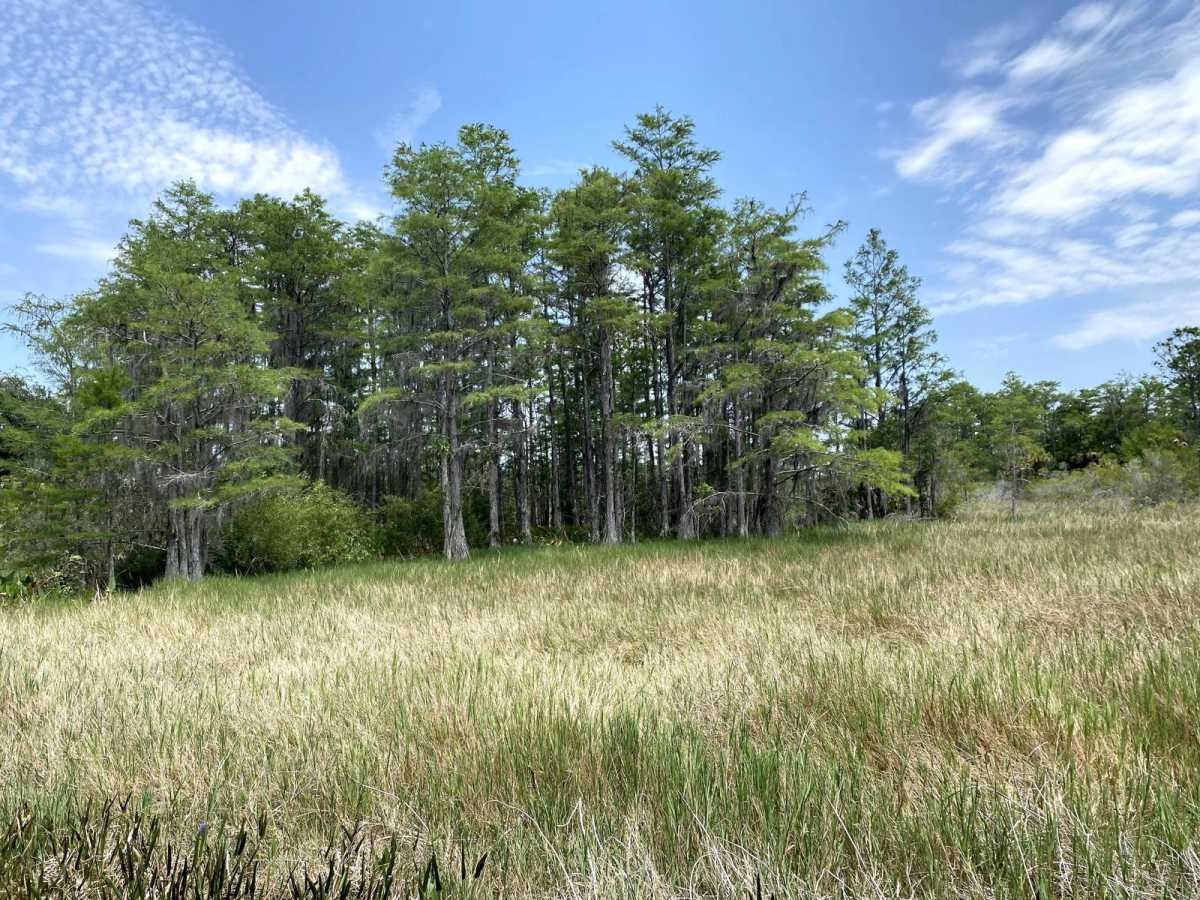 Okaloacoochee Slough photo 3