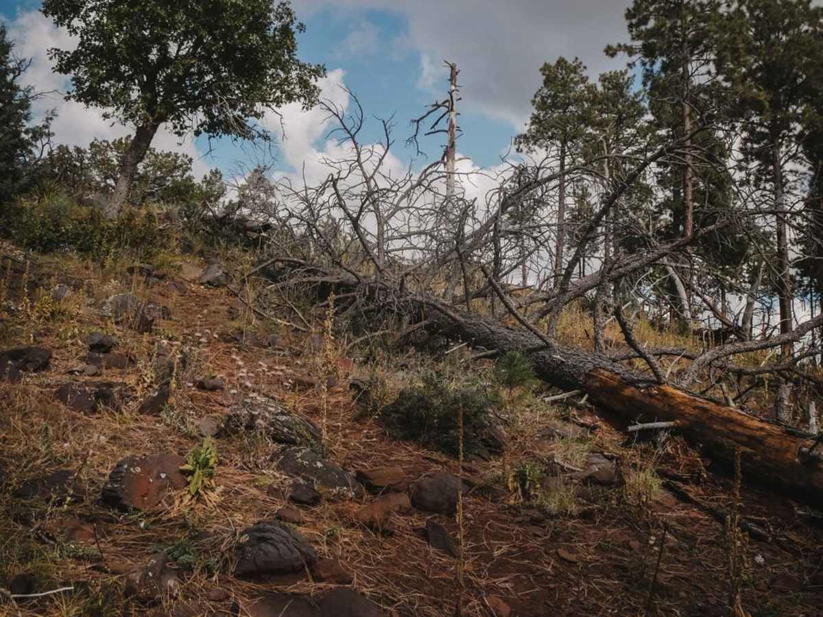 Big Bear photo 5