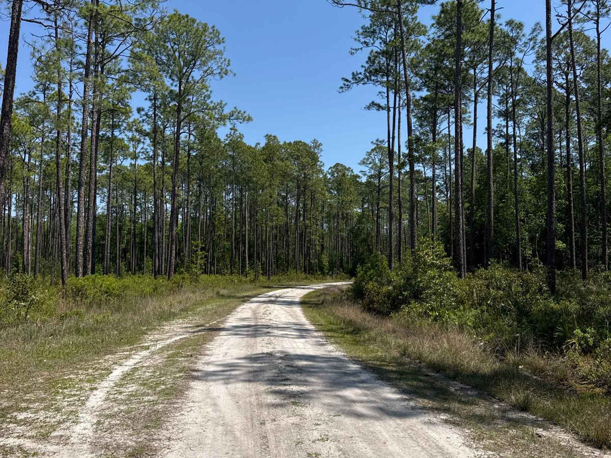 Gum Dip - Osceola NF 284 photo 3