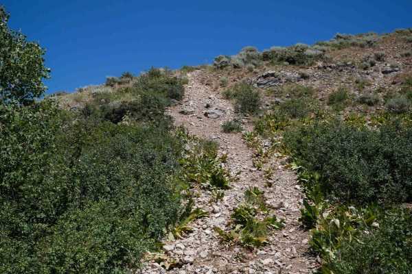 South Sulphur Canyon #5238 