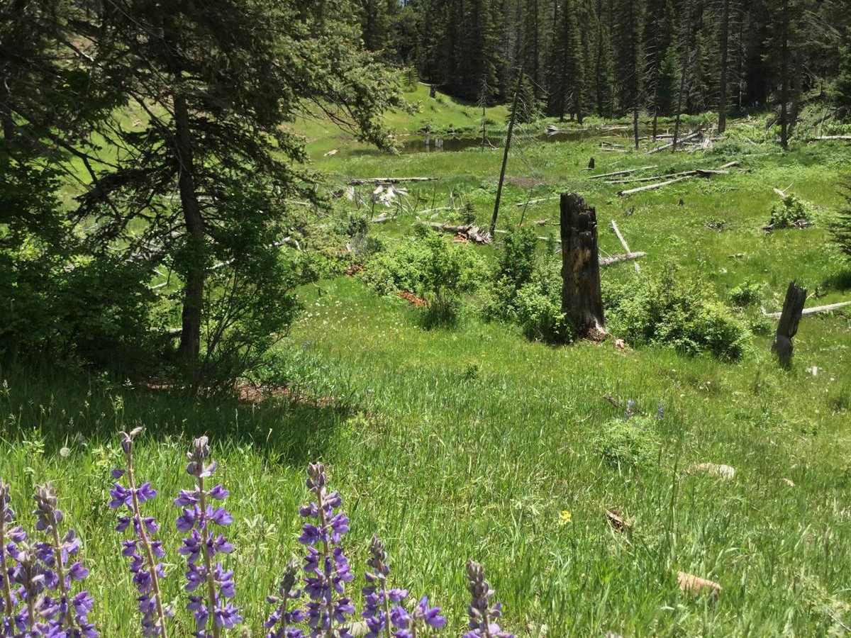 FR 70 American Creek photo 2