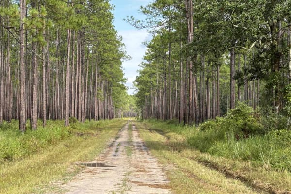Old Jacksonville Rd - Osceola NF 263