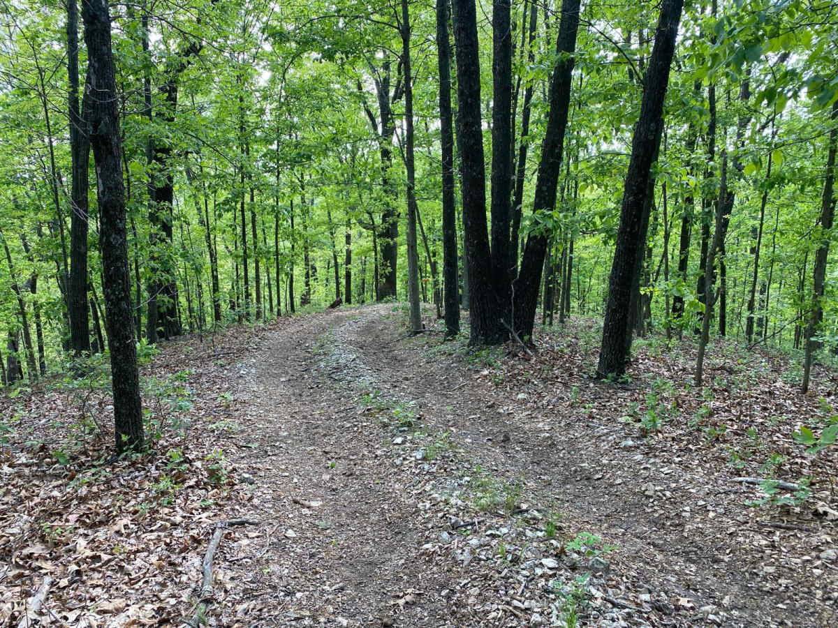 Big Oak photo 4