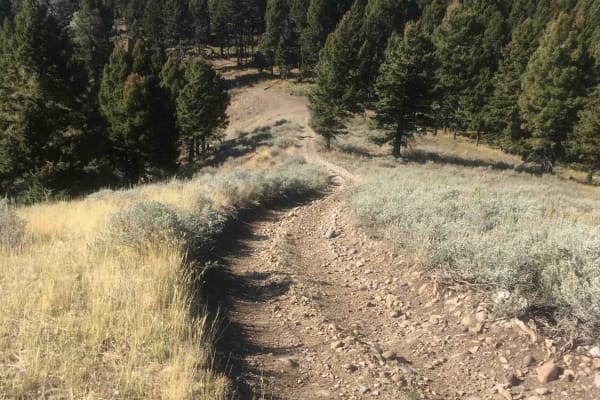 Stoddard Creek Ridge Trail