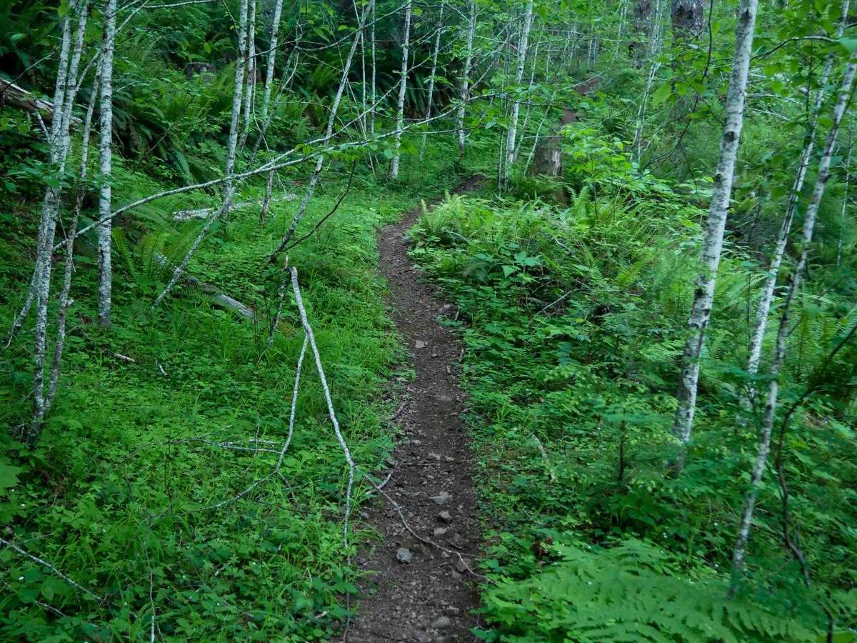 #105 trail photo