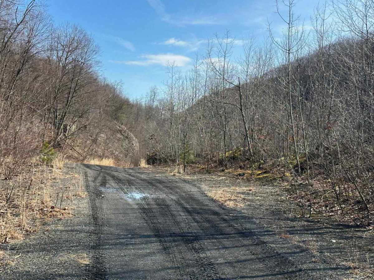 Locust Gap 37 photo 4