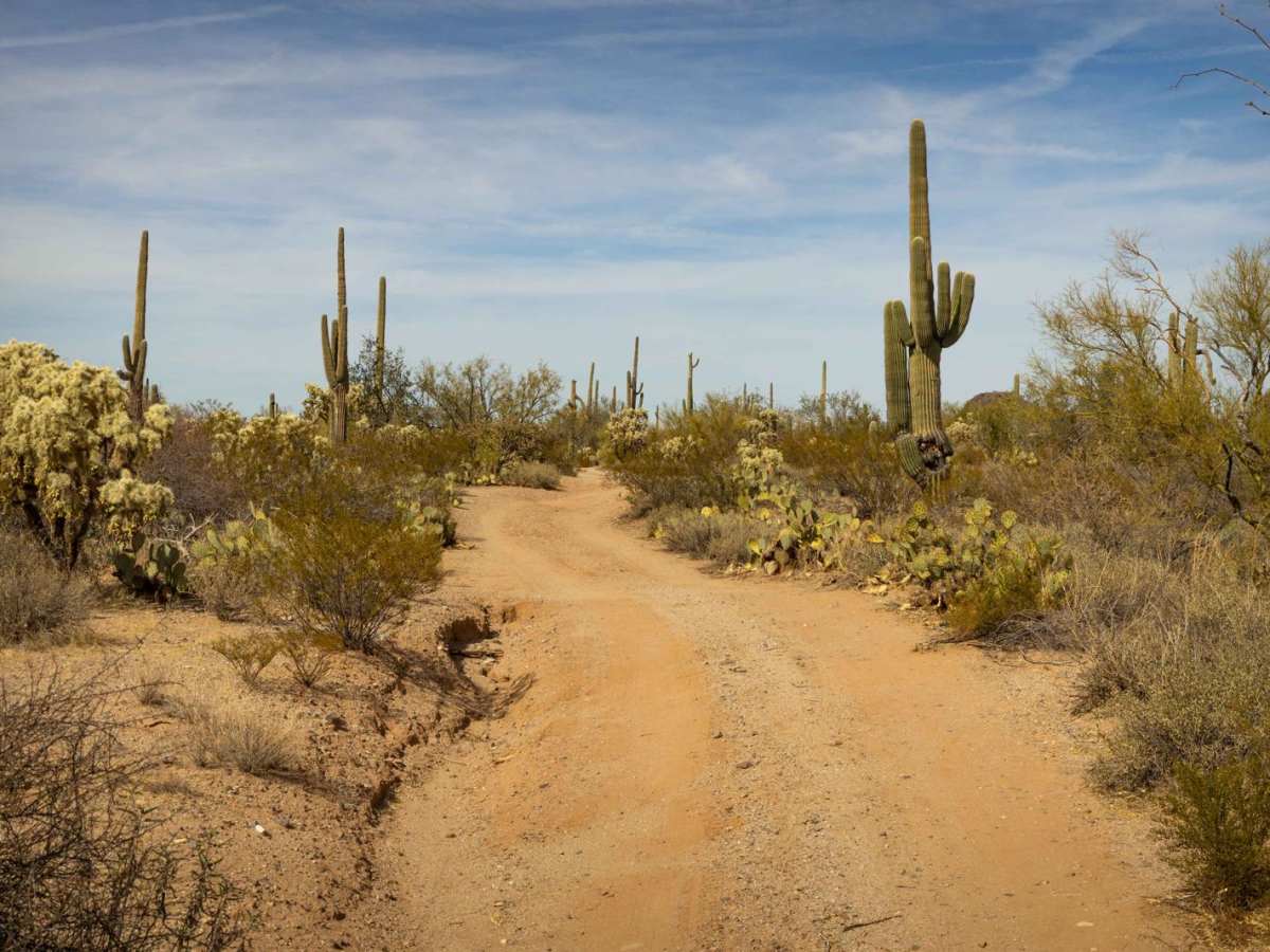 South Pygmy Owl Trail photo 4
