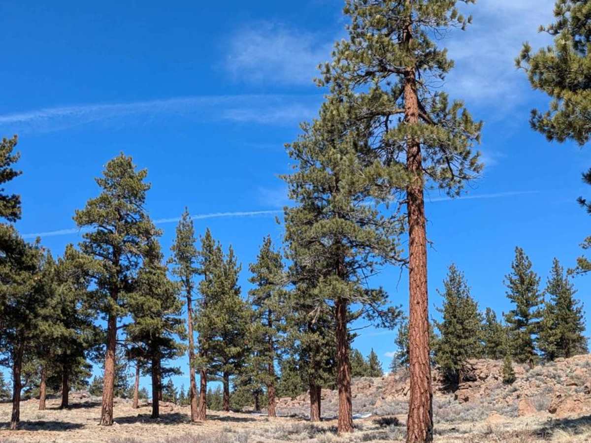 Round Mountain Loop - FS4S55 trail photo