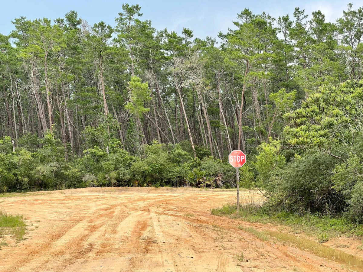 Ocala National Forest | Trail 5 photo 6