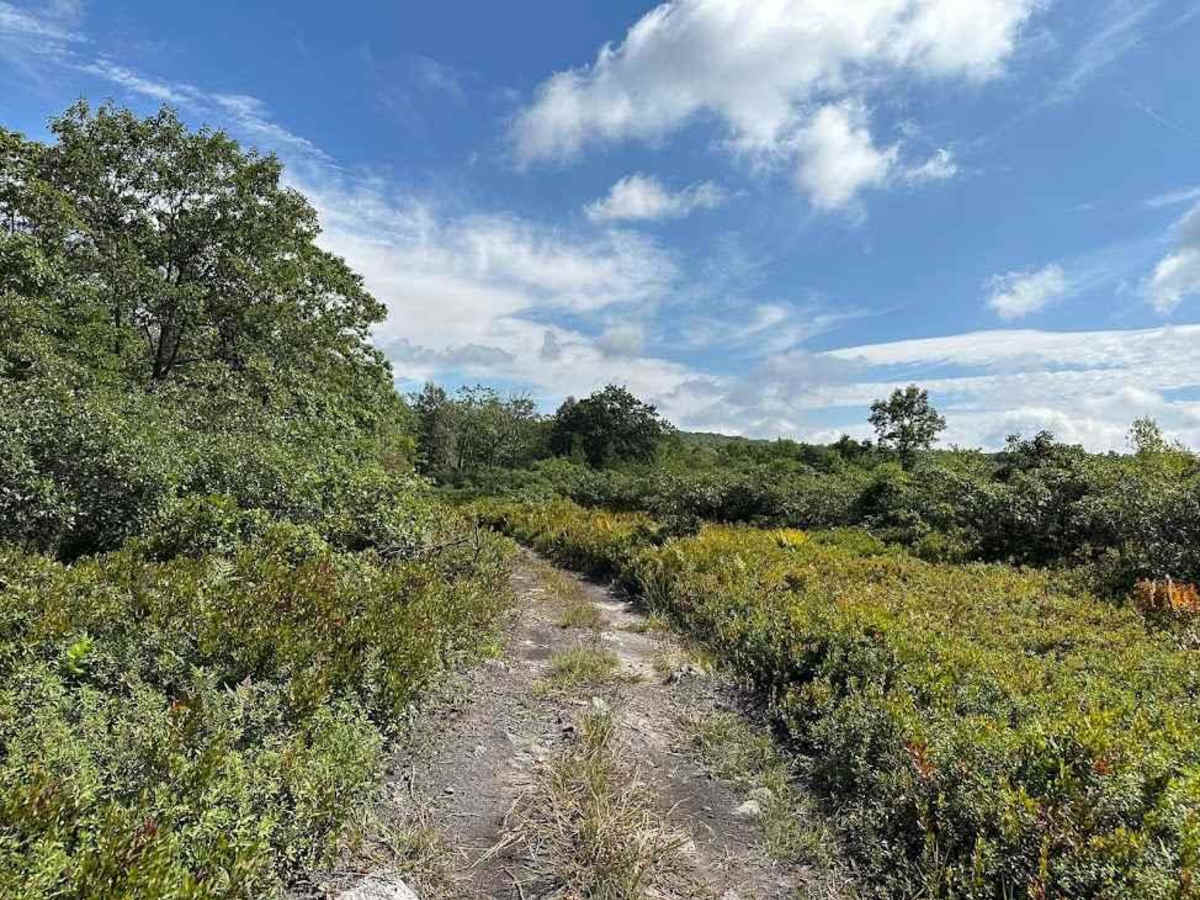 New Blue trail photo
