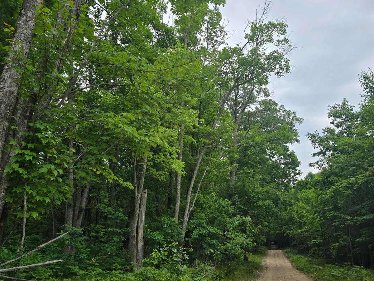 Hougton Creek Trail photo 5