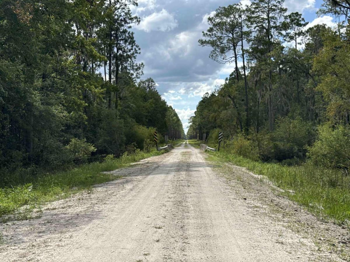 Drew Grade Trail - Osceola NF 262 photo 4