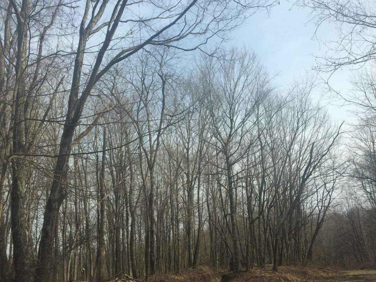 Lady Run Road photo 3