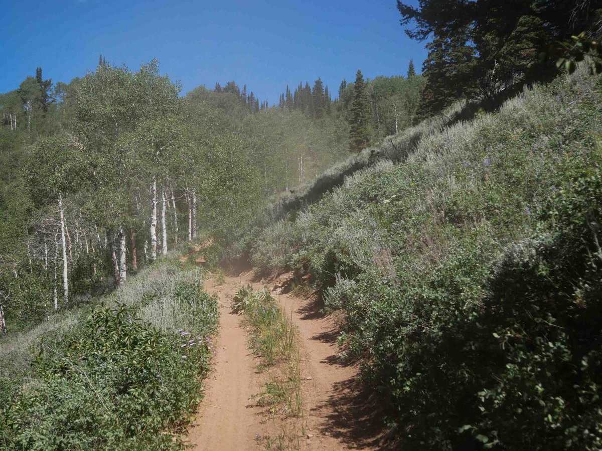 Webster Ridge #5110 trail photo