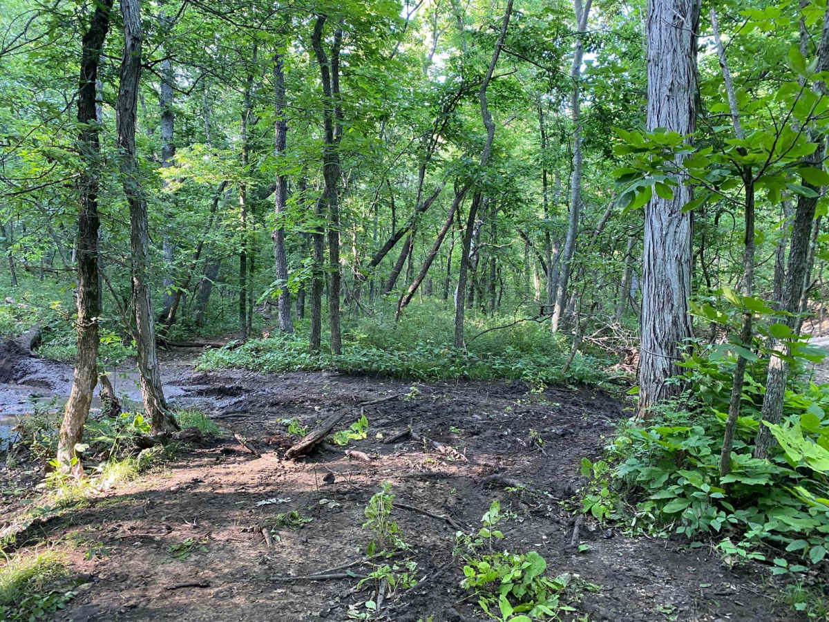 Copperhead photo 3