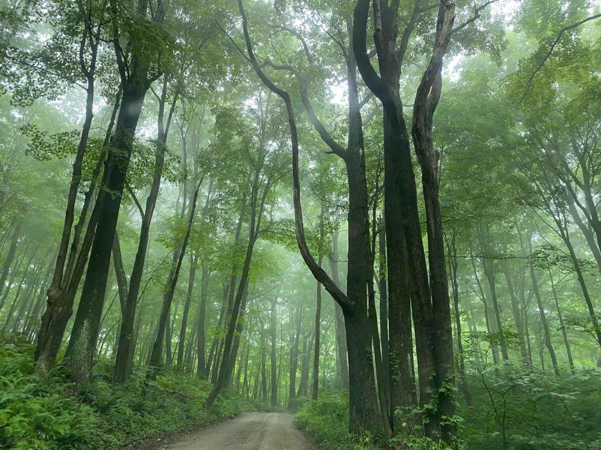 Old Country Road trail photo