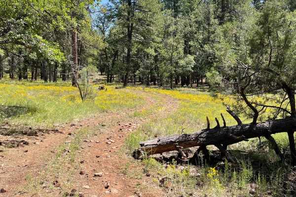 Cub Tank Trail