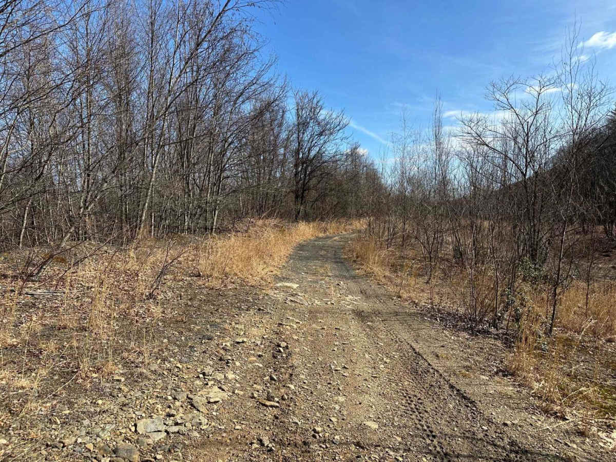 Locust Gap 43 photo 6