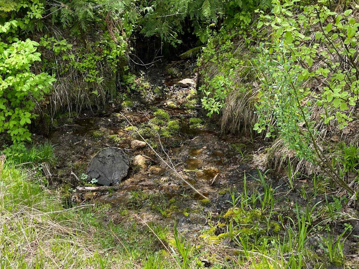 National Forest Development Road 3308 photo 4
