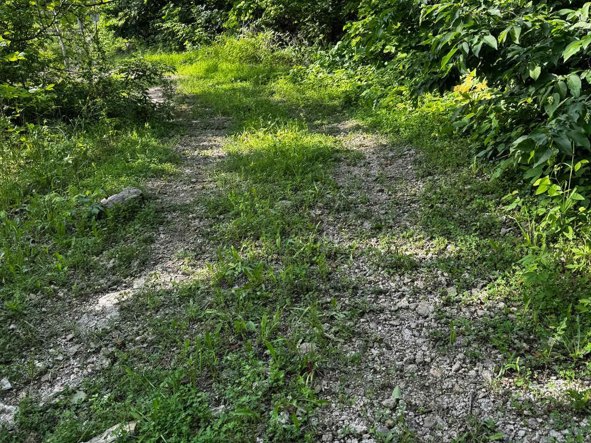 Green 216 photo 2