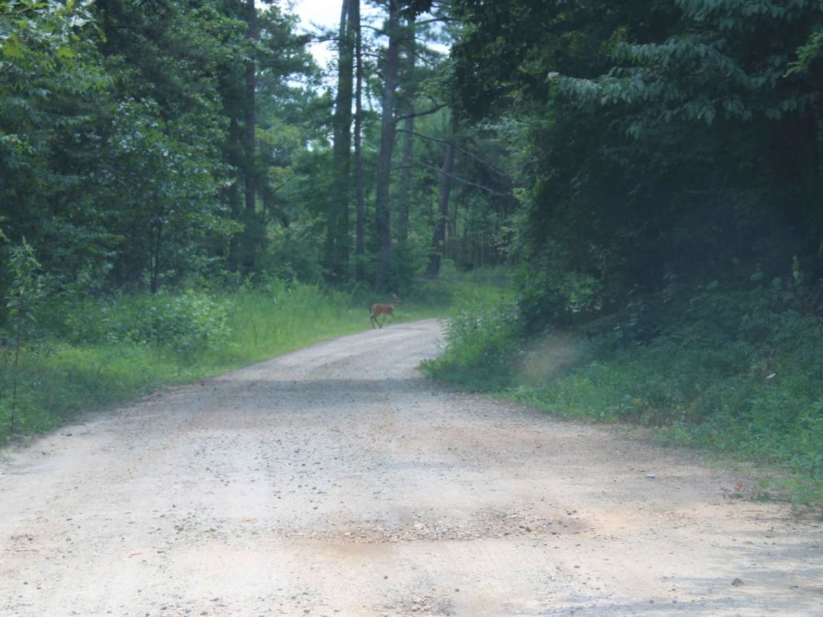 Red Root Road- FS 92 photo 5