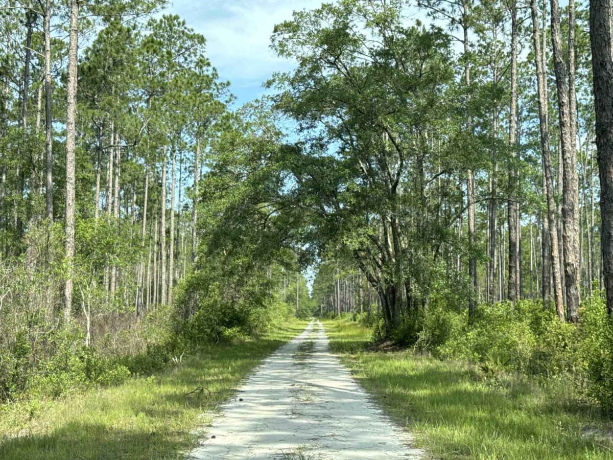 Billy's Road trail photo
