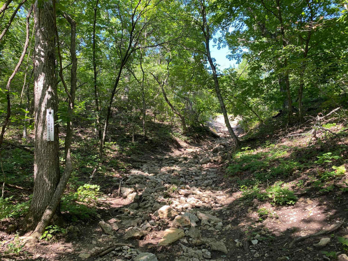 Red and Yellow Tree trail photo