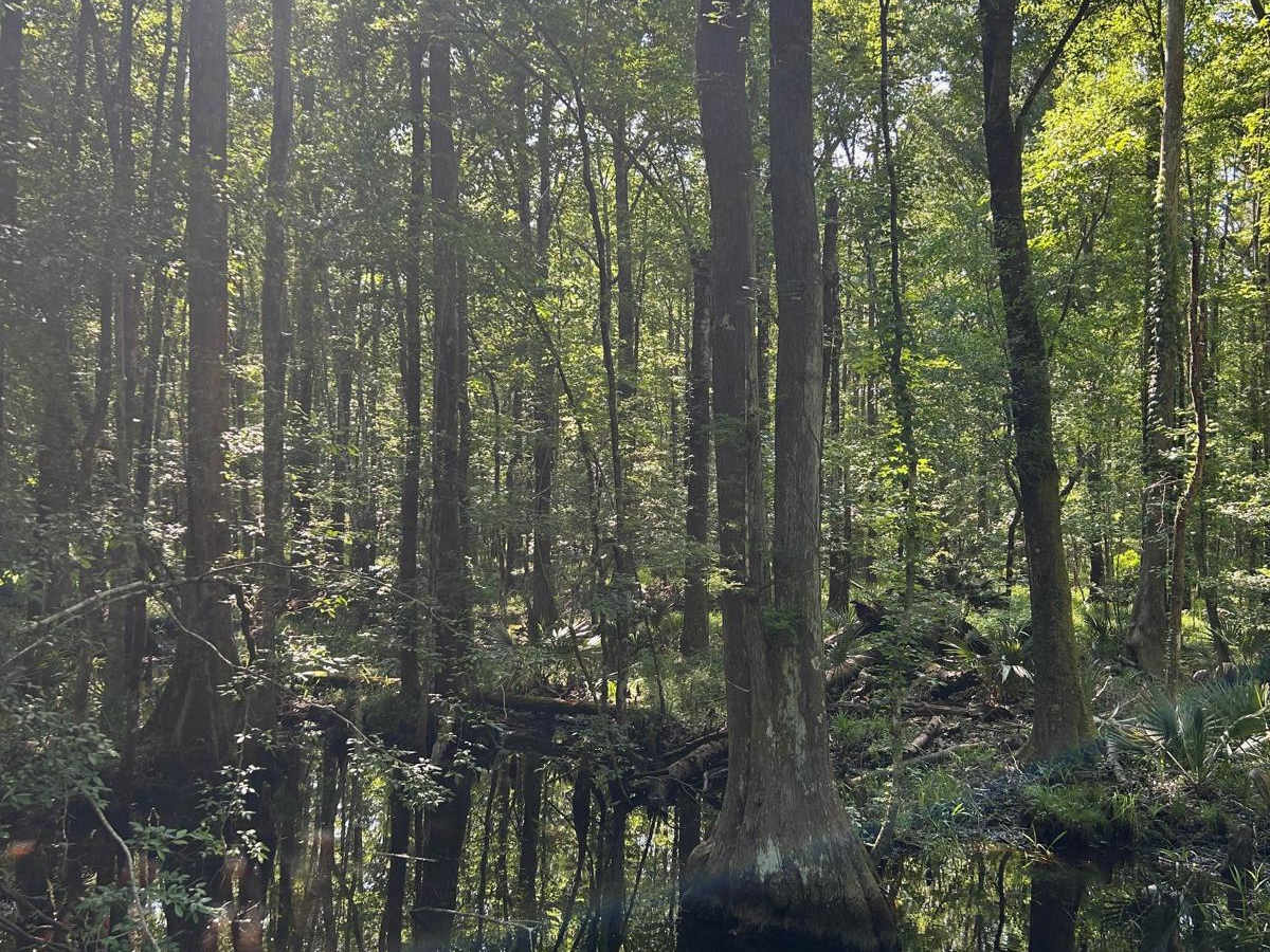 Ion Swamp Road - FSR 228 photo 5