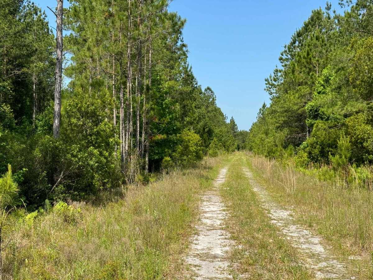 Grove Park WMA East Trail photo 4
