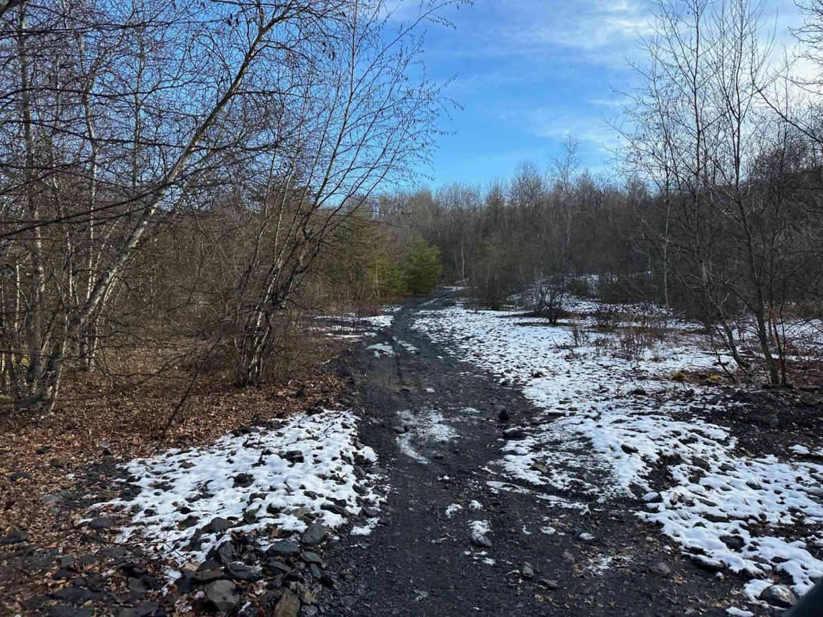 Locust Gap 3 photo 2