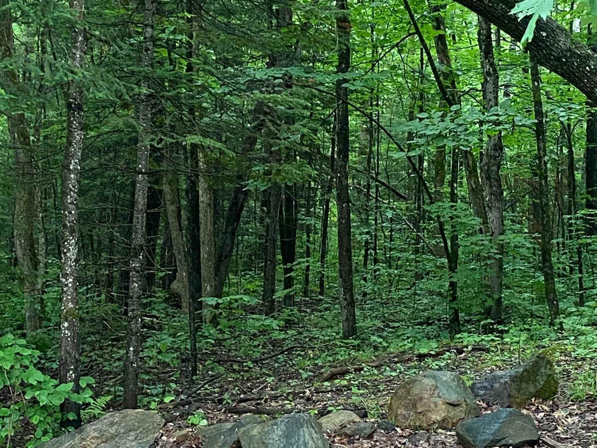 Scotch Line photo 3