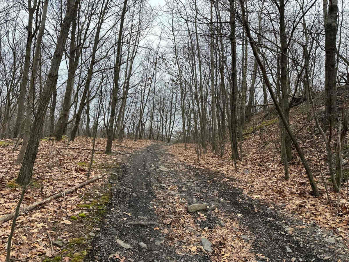 Locust Gap 65 photo 2