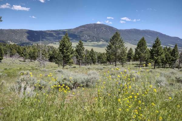 North Whitetail Road Spur
