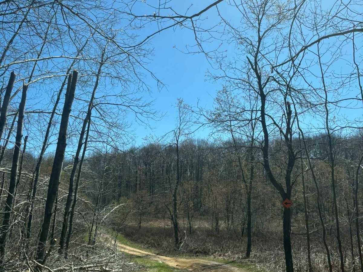 Forest Road 2249 photo 2