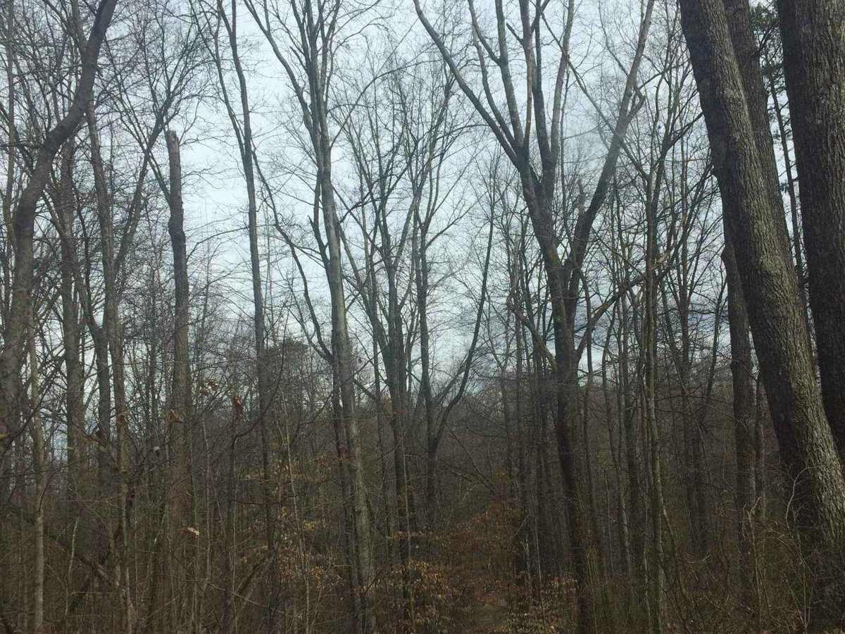 Wolf Cemetery photo 5