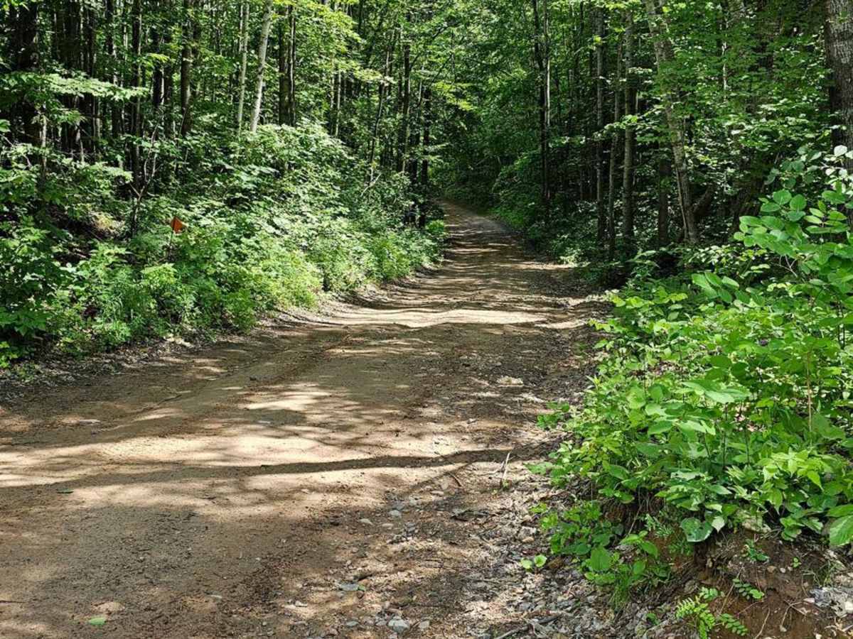 Bloomer County Forest Trail photo 2