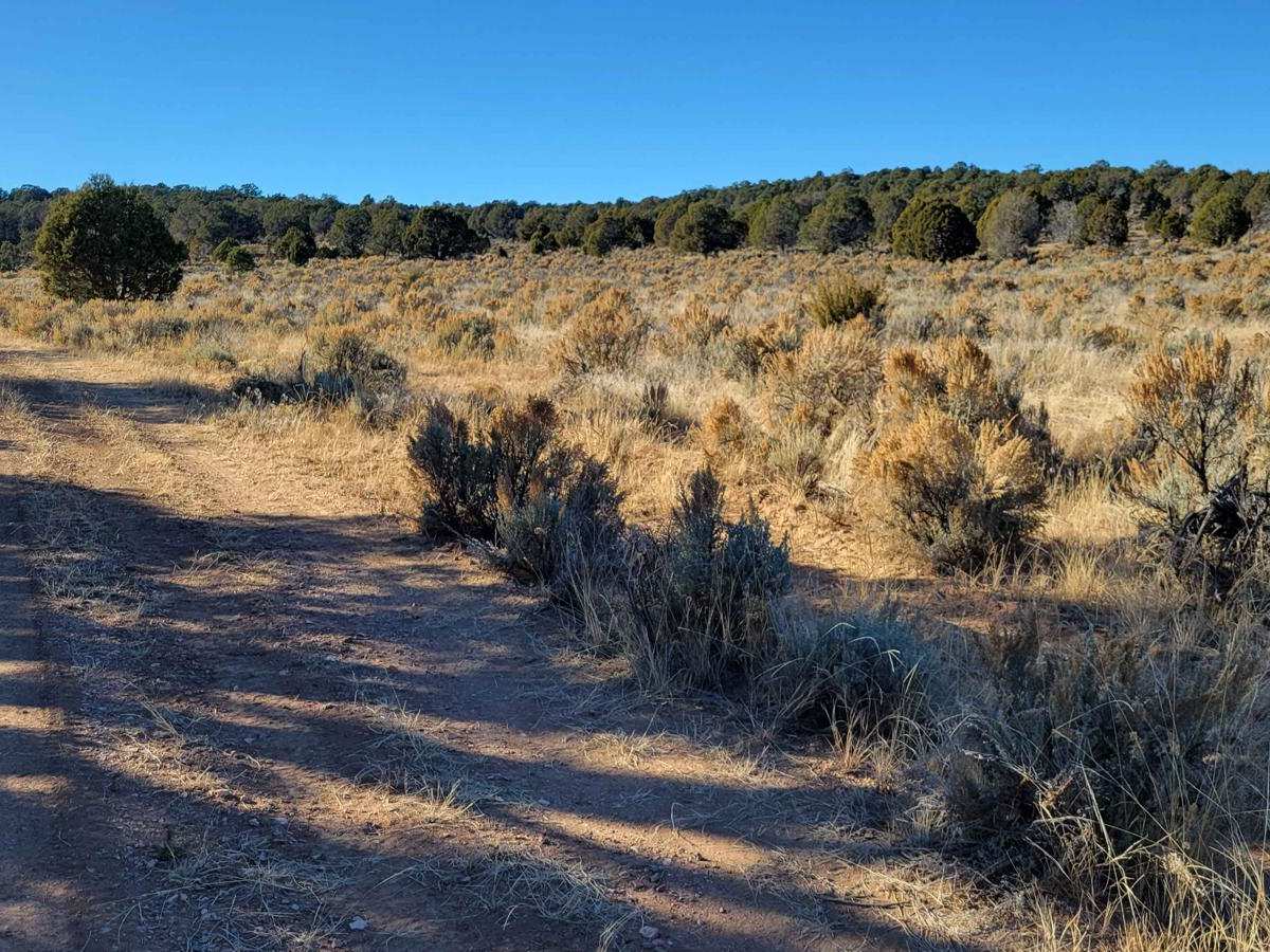 BLM 1647 photo 3
