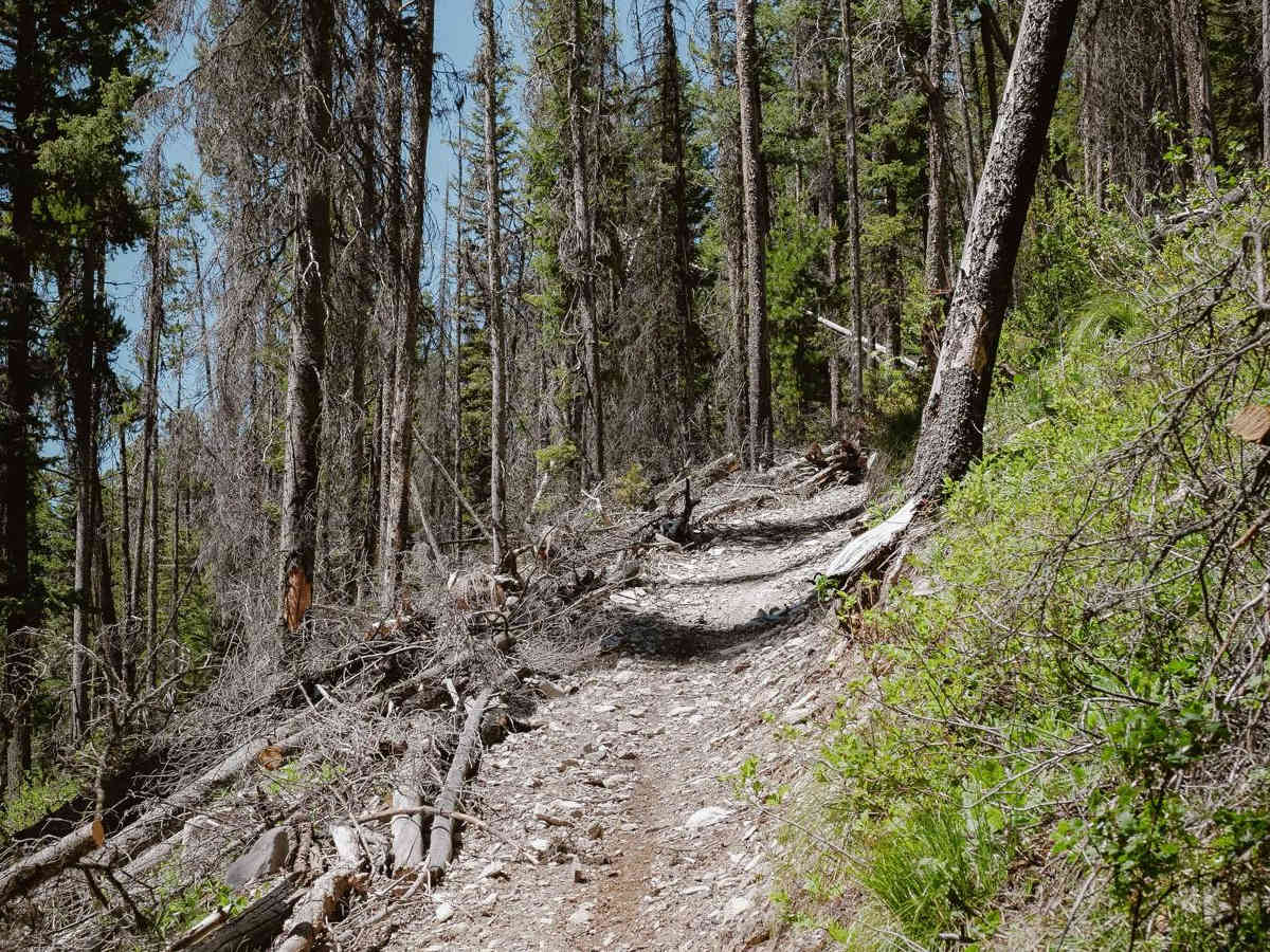 Hughes Creek trail photo