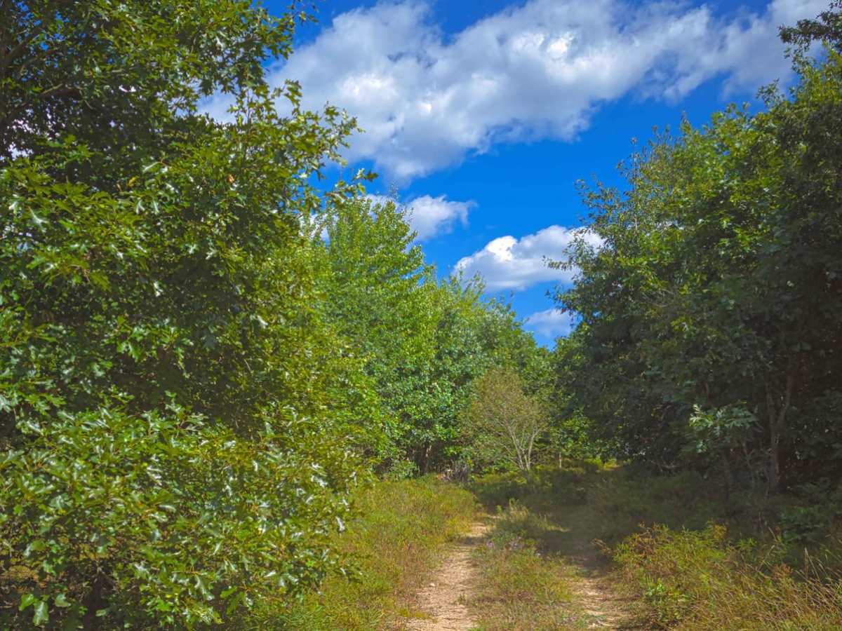 Whisker's Trail photo 2